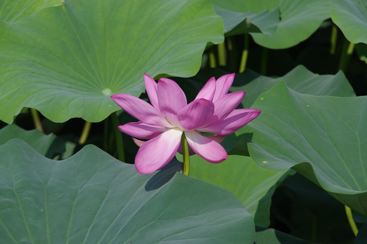 pexels photo 32975683.jpeg